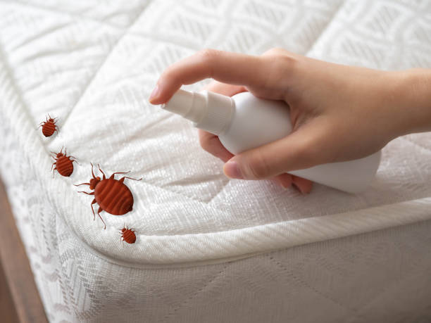 Best Affordable Pest Control Services  in Reed Creek, GA