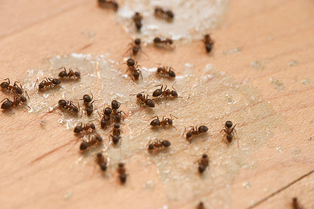 Best Pest Removal Services  in Reed Creek, GA